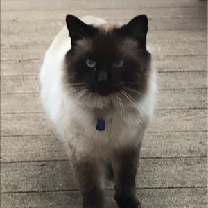 Meet your Posher, Cheri